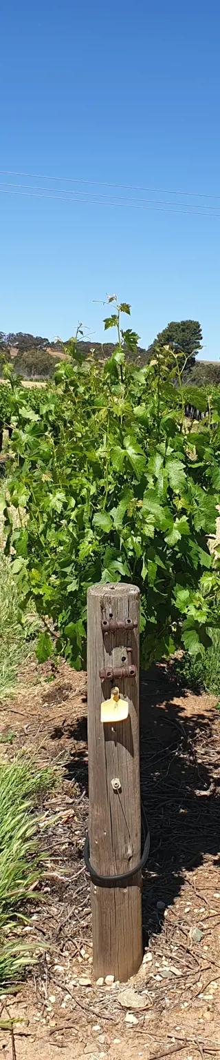 Degustiere im Weingebiet von Coonawarra